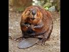 https://www.noelshack.com/2024-28-1-1720395277-american-beaver.jpg