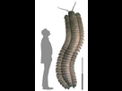 https://www.noelshack.com/2024-28-1-1720439199-color-online-impressive-comparative-size-of-arthropleura-armata-the-up-to-25-m-long.jpeg