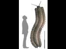 https://www.noelshack.com/2024-28-1-1720443354-1720439199-color-online-impressive-comparative-size-of-arthropleura-armata-the-up-to-25-m-long.jpg