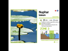 https://www.noelshack.com/2024-28-2-1720558444-aquipond-nuphar-luteum-jaunet-d-eau-plante-zone-profonde-30522225983601-1200x.jpeg