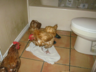 https://image.noelshack.com/fichiers/2024/28/3/1720567480-chickens-in-the-bathroom-3-by-gallusvarius-d8q6ism-fullview.png