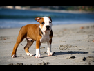 https://www.noelshack.com/2024-28-6-1720878971-pitbull-3-082729.jpg