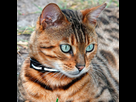 https://www.noelshack.com/2024-29-2-1721143061-600x600-bengal-header.jpg
