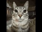 https://image.noelshack.com/minis/2024/29/2/1721146989-mewing-icegif-2.png