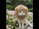 https://image.noelshack.com/fichiers/2024/29/2/1721155515-637350bbbc1966052c491715-zb-soar-lion-mane-costume-for-dogs-lion.jpg