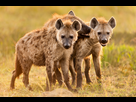 https://www.noelshack.com/2024-29-3-1721191679-01-hyenas-nationalgeographic-1742911.jpg