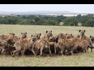 https://www.noelshack.com/2024-29-3-1721191780-hyenas-clan-feeding-on-wildebeest-600nw-1822925681.jpg