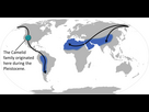 https://image.noelshack.com/fichiers/2024/29/3/1721238866-camelid-locations-and-migration.png