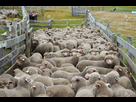 https://image.noelshack.com/fichiers/2024/30/3/1721798014-37328915-troupeau-de-moutons-dans-un-enclos-en-bois-d-une-ferme-sur-l-le-bleaker-dans-les-les-falkland.jpg