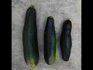 https://www.noelshack.com/2024-30-3-1721854716-6-plants-courgette-tarmino-f1-en-pot.jpg