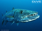 https://www.noelshack.com/2024-30-4-1721896357-barracuda.jpg