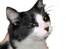 https://www.noelshack.com/2024-30-7-1722179298-1617128791-chatchance.png