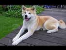 https://www.noelshack.com/2024-31-2-1722370893-640px-akita-inu.jpeg