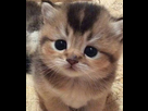 https://www.noelshack.com/2024-31-3-1722420040-chaton.png