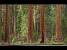 https://image.noelshack.com/fichiers/2024/31/6/1722636236-huge-sequoia-national-park-trees-e8pmtlpexzrwh2gn.jpg