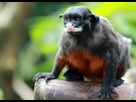 https://www.noelshack.com/2024-31-6-1722696301-red-bellied-tamarin-saguinus-labiatus-2.jpg