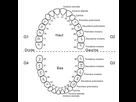 https://image.noelshack.com/fichiers/2024/31/7/1722782731-numerotation-des-dents.jpg