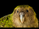 https://image.noelshack.com/fichiers/2024/32/2/1722939919-rare-e3-kakapo-3x2.jpg