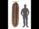 https://image.noelshack.com/fichiers/2024/32/2/1722975765-arthropleura.png