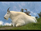 https://image.noelshack.com/fichiers/2024/32/5/1723164929-mountain-goat-usfws.jpg