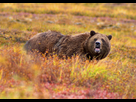 https://image.noelshack.com/fichiers/2024/32/5/1723164938-grizzly-denali-edit.jpg