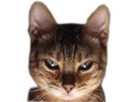 https://image.noelshack.com/minis/2024/32/5/1723170156-chat-deter.png