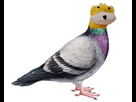 https://image.noelshack.com/fichiers/2024/32/6/1723323964-flat-eric-pigeon2.jpg