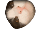 https://www.noelshack.com/2024-33-1-1723416778-1619899928-chats-qui-guignentlow-1723400884406.gif