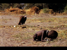 https://www.noelshack.com/2024-33-2-1723543015-famous-photographers-kevin-carter-1993-child-vulture-750x482.jpg