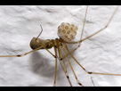 https://www.noelshack.com/2024-33-2-1723563038-640px-pholcus-phalangioides-6900.jpg