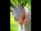 https://image.noelshack.com/fichiers/2024/34/1/1724093534-secretary-bird-photos-1-5cd976c2c91bb-700.jpg