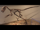 https://image.noelshack.com/fichiers/2024/34/2/1724154102-deinonychus-fmnh.jpg