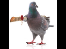 https://image.noelshack.com/fichiers/2024/34/2/1724165876-pigeon-1.jpg