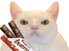 https://image.noelshack.com/fichiers/2024/34/4/1724320267-buenowhitecatnrv.png