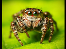 https://www.noelshack.com/2024-35-7-1725209521-440px-flickr-lukjonis-jumping-spider-sitticus-floricola-set-of-pictures.jpg