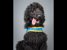 https://www.noelshack.com/2024-35-7-1725211527-handichiens-thedogproject-6.jpg