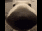 https://image.noelshack.com/fichiers/2024/36/2/1725372109-1699118473-sniffa-128x.gif