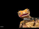 https://www.noelshack.com/2024-36-5-1725605100-istockphoto-1389500800-2048x2048.jpg