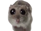 https://image.noelshack.com/minis/2024/36/5/1725645010-full.png