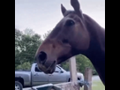 https://www.noelshack.com/2024-36-7-1725824137-horse-eating.gif