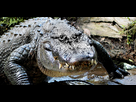 https://www.noelshack.com/2024-37-1-1725904308-reptile-american-alligator-florida-brian-imparato-600x300.jpg