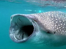 https://www.noelshack.com/2024-37-1-1725913305-requin-baleine.jpg