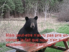 https://image.noelshack.com/fichiers/2024/37/3/1726055578-je-vois-je-vois-ours-v2.gif