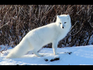 https://www.noelshack.com/2024-37-7-1726355234-19ff55e6-ec5f-430f-8535-ab1eb93db52e-arctic-fox.png