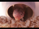 https://image.noelshack.com/fichiers/2024/38/6/1726954767-mole-rat.jpg