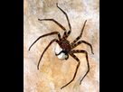 https://image.noelshack.com/minis/2024/39/4/1727315193-heteropoda-maxima-1.png
