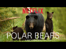 https://www.noelshack.com/2024-40-5-1728050419-netflix-polar-bears-1024x538.jpg