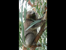 https://www.noelshack.com/2024-41-5-1728679678-koala-phillip-island-z.jpg