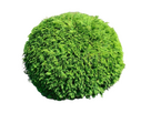 https://image.noelshack.com/fichiers/2024/41/7/1728820498-buisson-rond-21464322-3416107274-removebg-preview-2.png