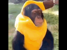 https://image.noelshack.com/fichiers/2024/41/7/1728844398-monkey-banana.gif